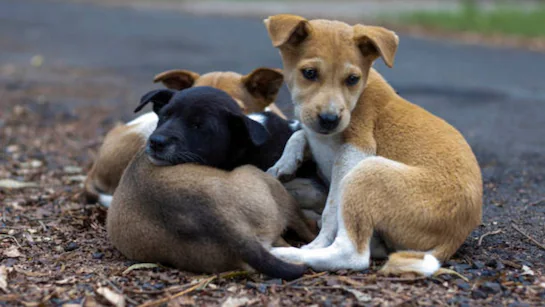 sv2vc4ug_guidelines-on-stray-dogs_625x300_27_August_25
