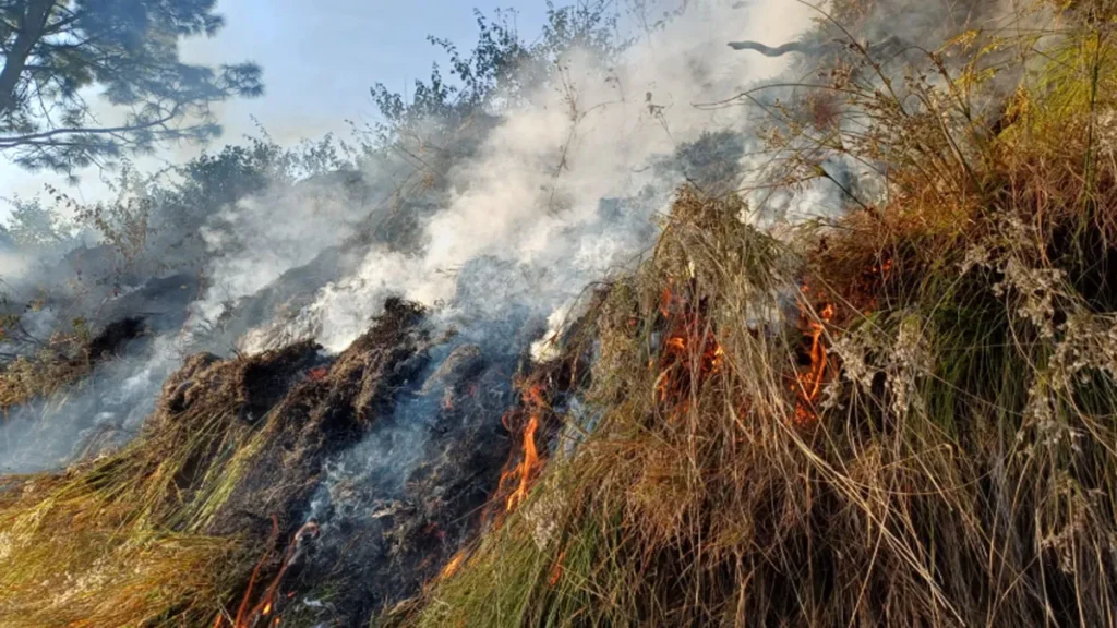 forest-fire-uk-1763557165218