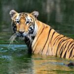 highest-tiger-1024x538