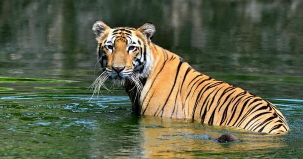 highest-tiger-1024x538